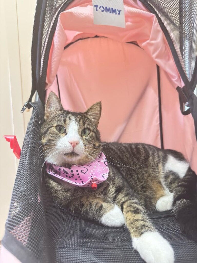 TOMMY KEDİ KÖPEK ARABASI - 5