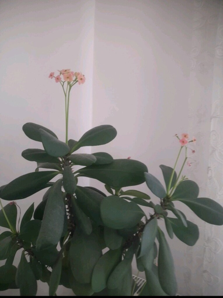 Dikenler Tacı çiçeği 90 CM boyunda - 2