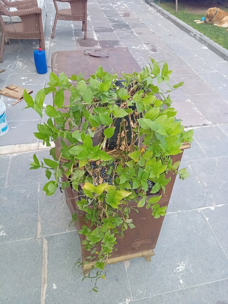 SÜS BİTKİSİ SARMAŞIK 110 cm UZUNLUĞUNDA - 2