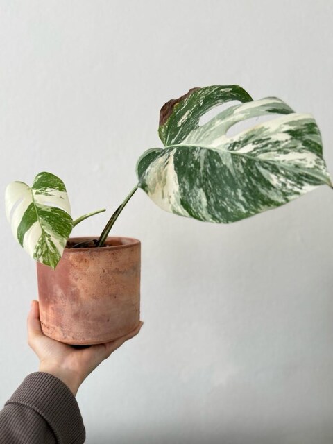 monstera albo devetabanı bitki