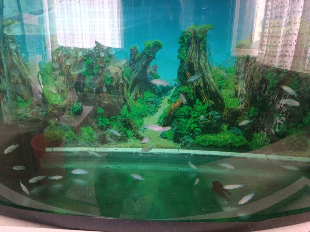 2-3 cm arası Sarı,ve Beyaz Prenses ,Calico Yunus yavruları - 5