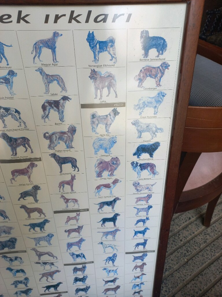 Tablo & Köpek Irkları - 6