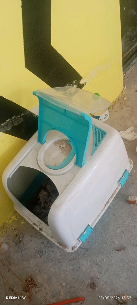 kedi yuvası - 4