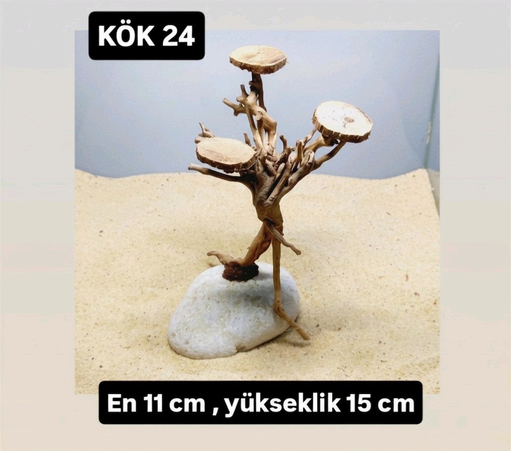 akvaryum kök - 19