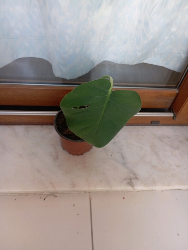 Monstera Deve Tabanı 1 yapraklı - 3
