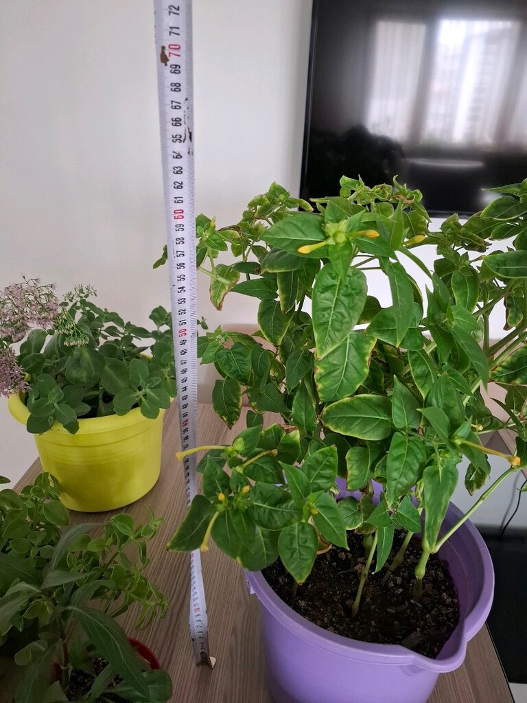 hepsi 550₺ canlı çiçekler - 3