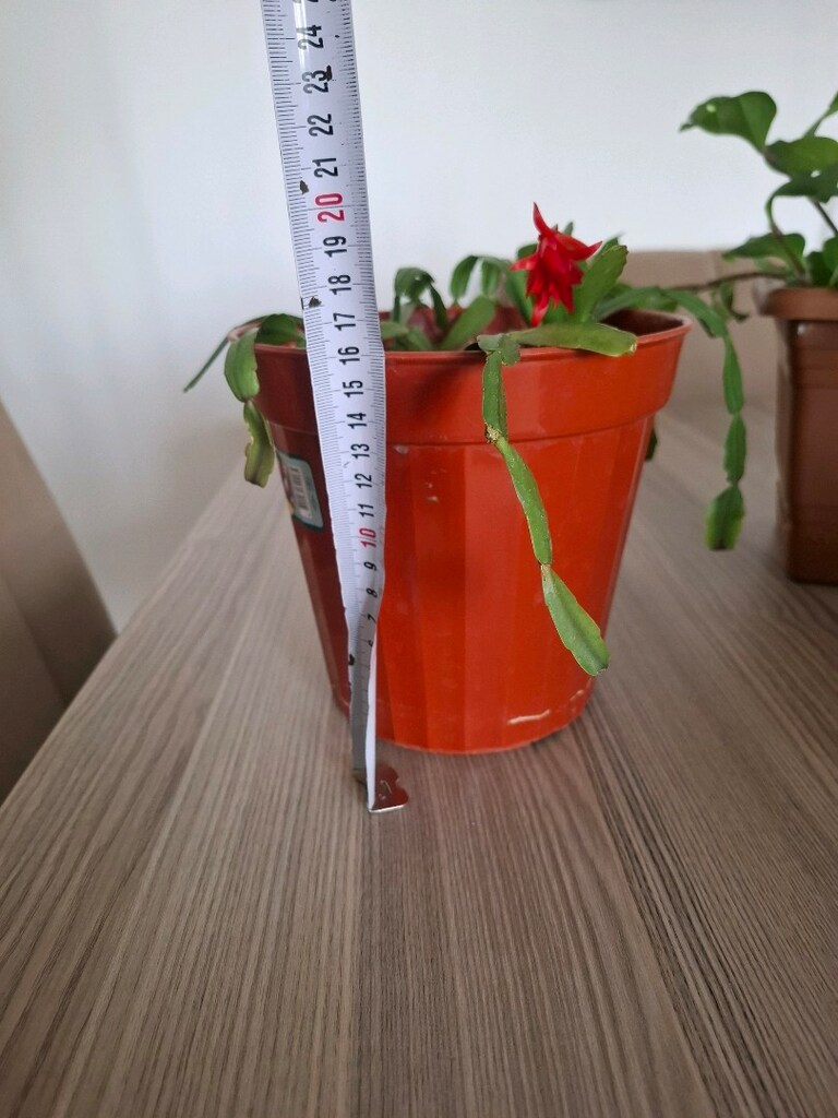 canlı çiçekler - 4