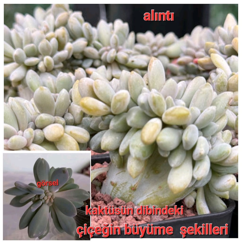 kaktüs sukulent Canlı çiçek atlas çiçeği - 2