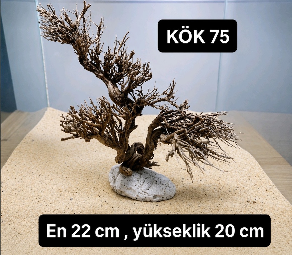 Moss ağaç çeşitleri - 3