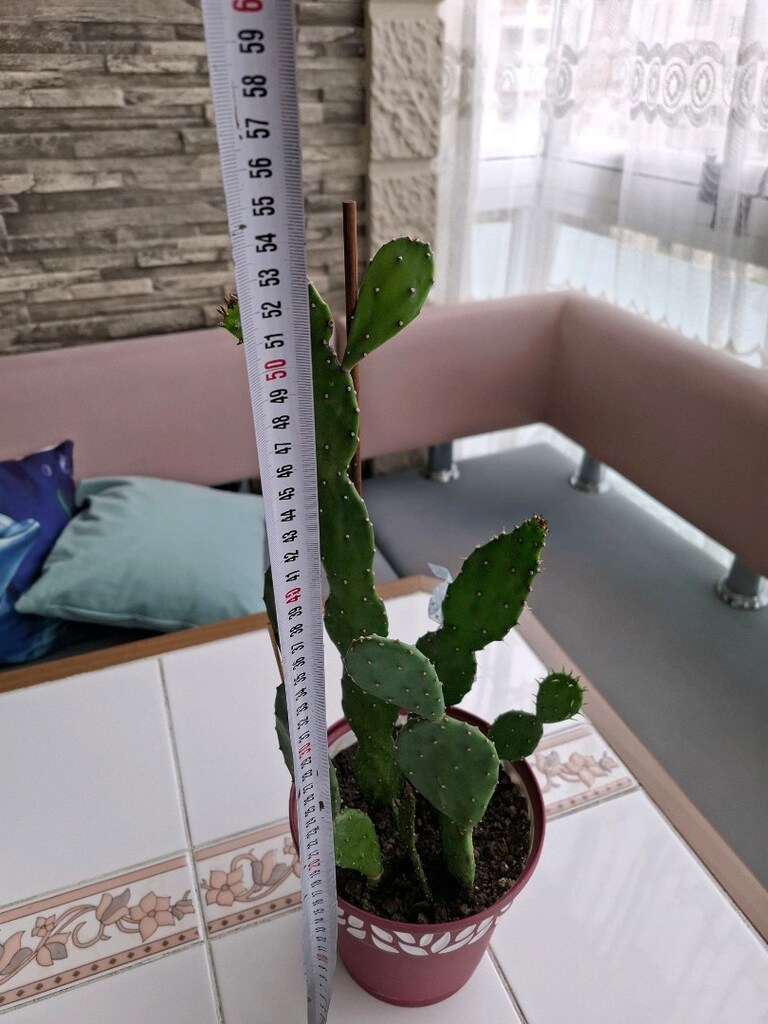 kaktüs çiçeği - 2