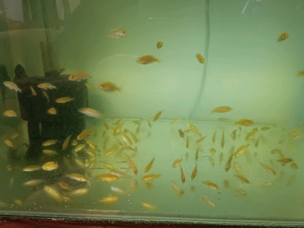 2-3 cm arası Sarı,ve Beyaz Prenses ,Calico Yunus yavruları - 9