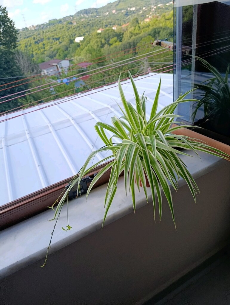 Alacalı Kurdele Çiçeği Variegata - 7