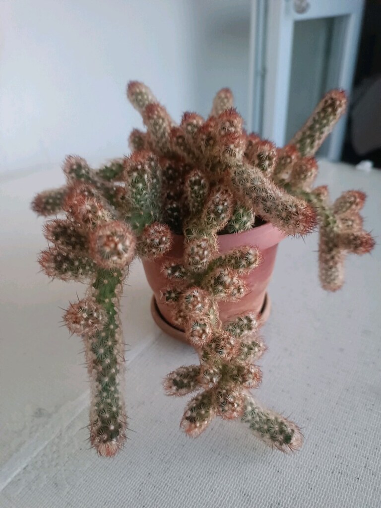 KAKTÜS PEMBE ÇİÇEK AÇAR - 3
