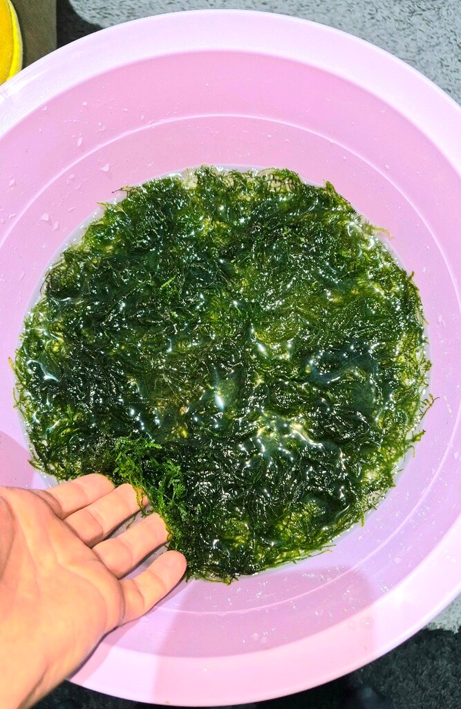 Akvaryum bitkisi Java moss - 4