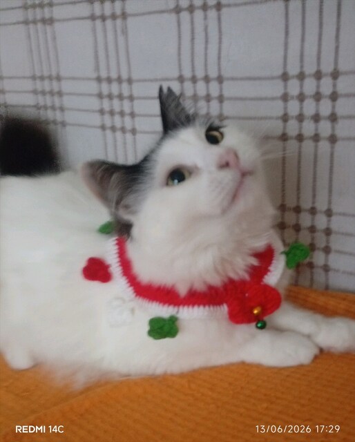 El Örgüsü kedi boyun tasma