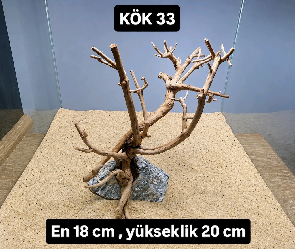 akvaryum kök - 13