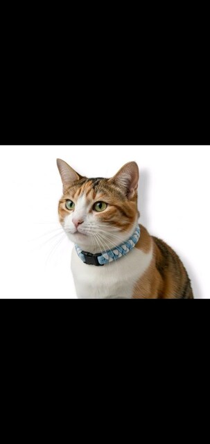 Kedi tasması