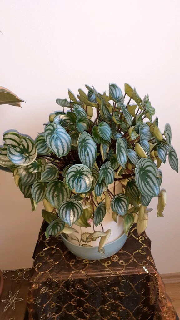 peperomia (zümrüt) çiçegi - 2