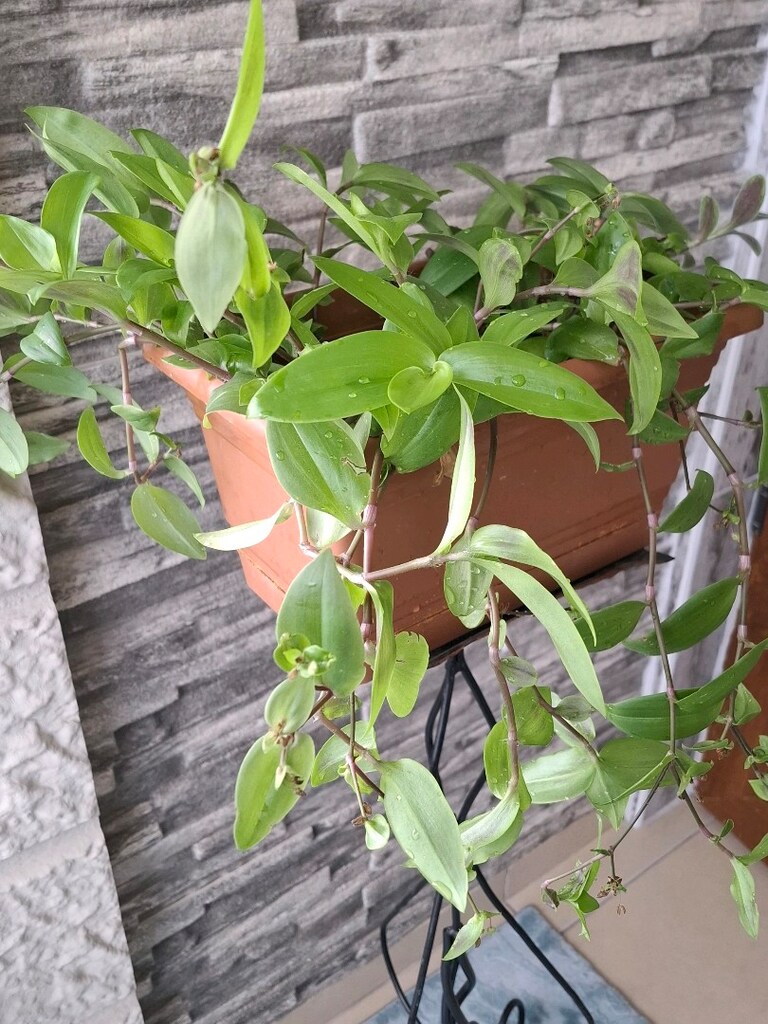 telgraf çiçeği ve çiçeklik 1050₺ - 3