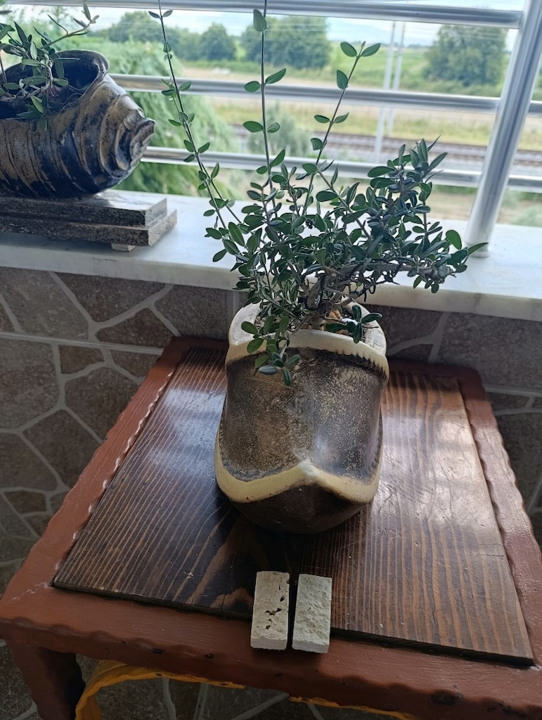 zeytin bonsai adayı - 9