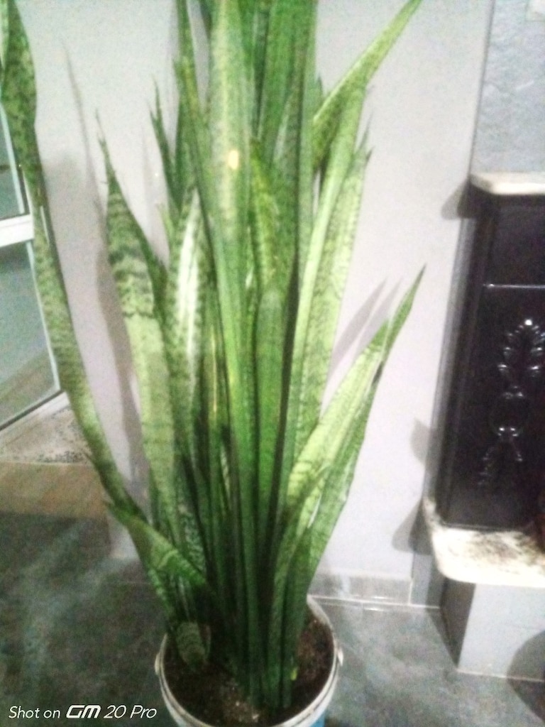 kılıç çiçeği 1 metre 50 santim - 3