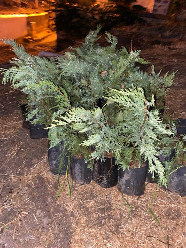 50 cm leylandi çam çit bitkisi