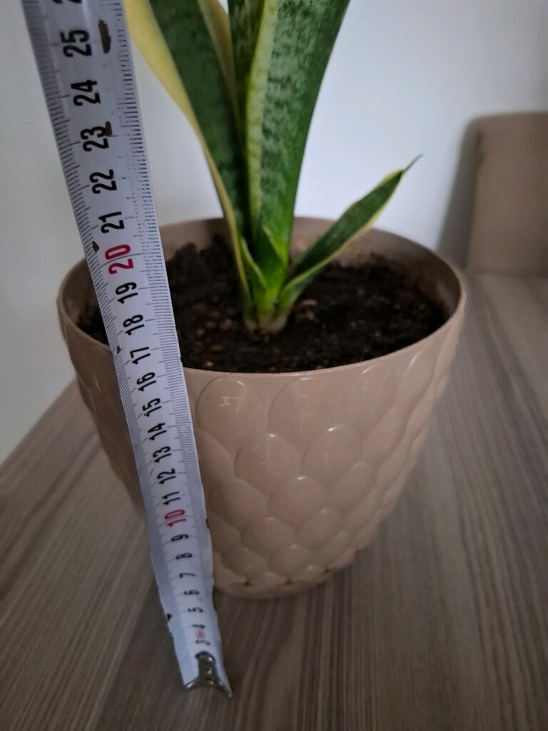 kılıç çiçeği - 5