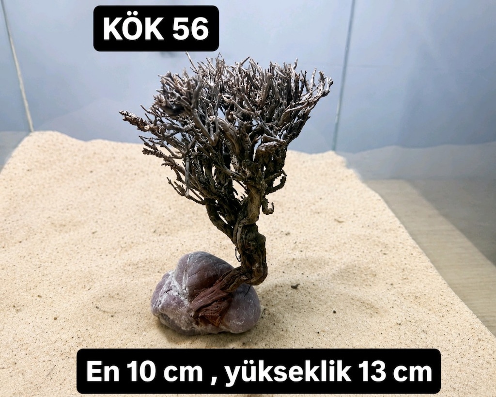 Moss ağacı - 19