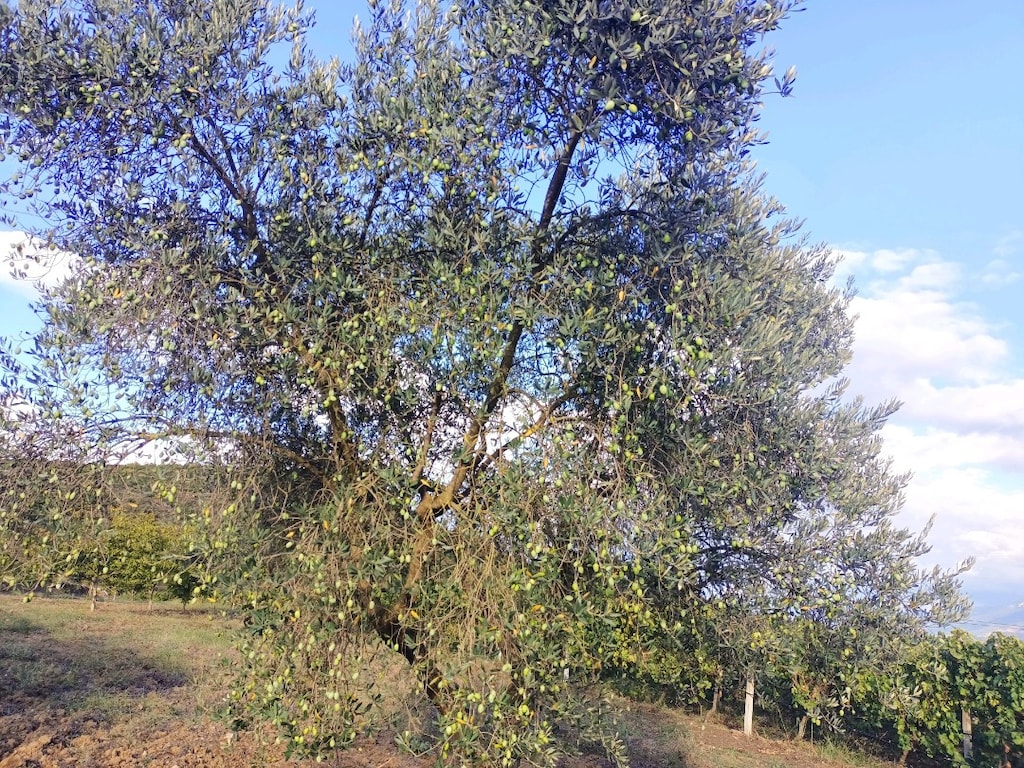 yıllanmış zeytin ağaçları satılık - 5