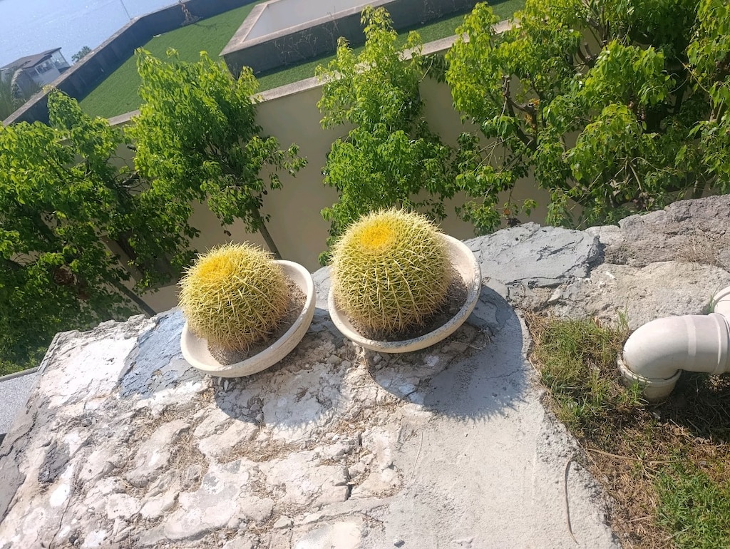 kaktüs çiçeği