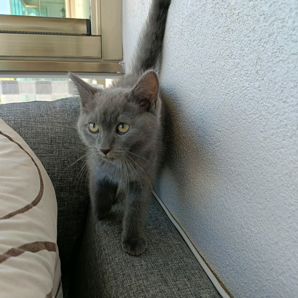 british kedi - 2