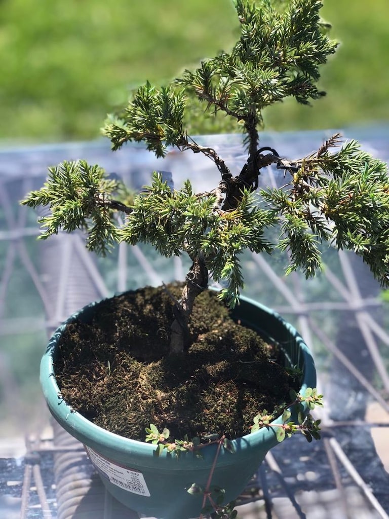 Bonsai Bitkisi - 2