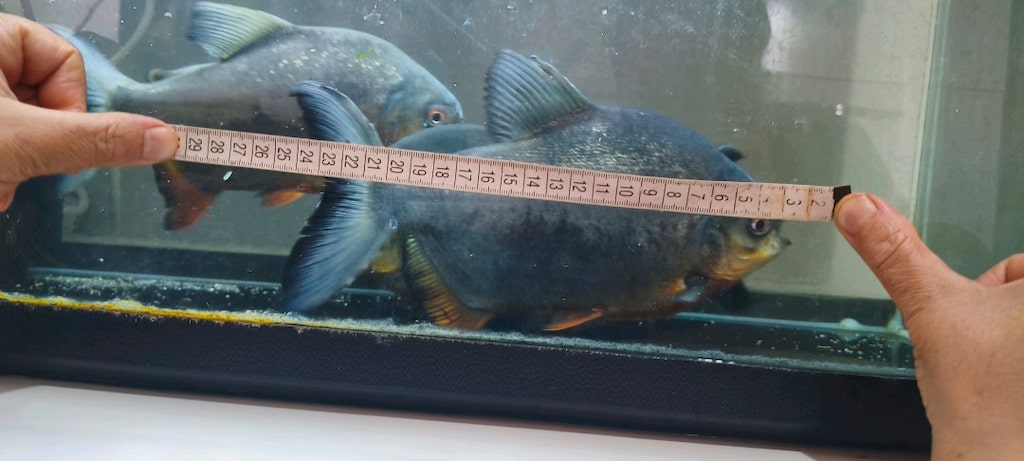 KOMPLE SATILIK AKVARYUM - 13
