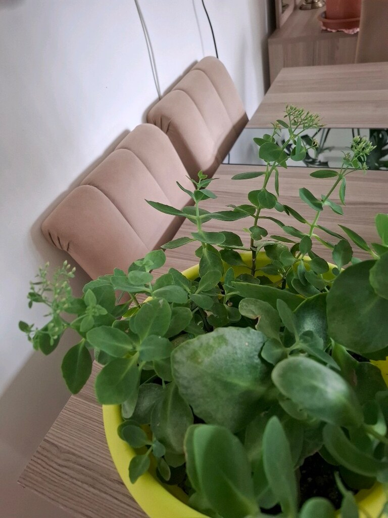 hepsi 550₺ canlı çiçekler - 11
