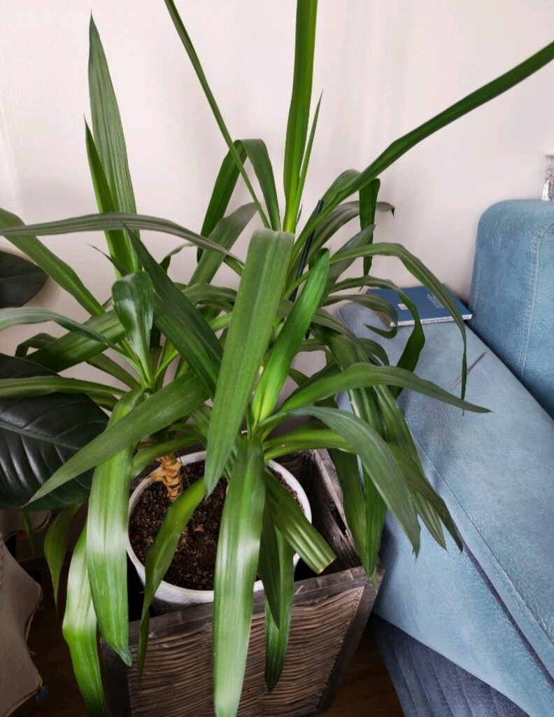 YUCCA canlı çiçek - 3