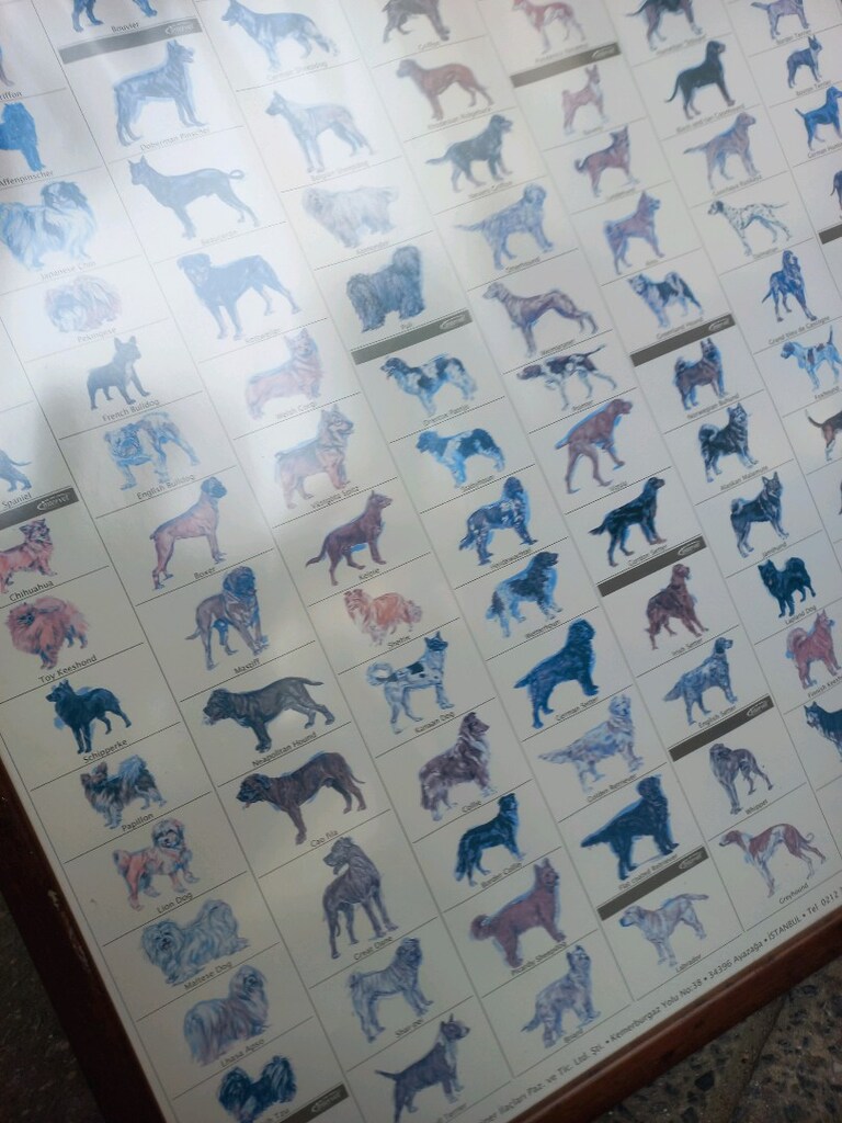 Tablo & Köpek Irkları - 7