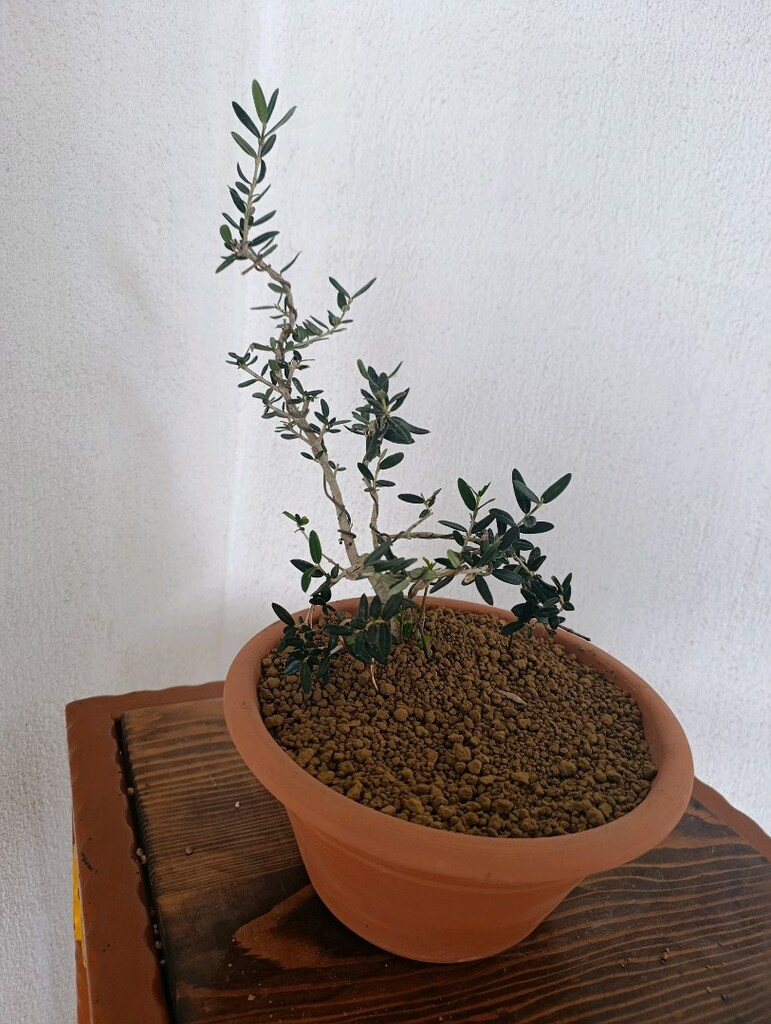 bonsai - 8