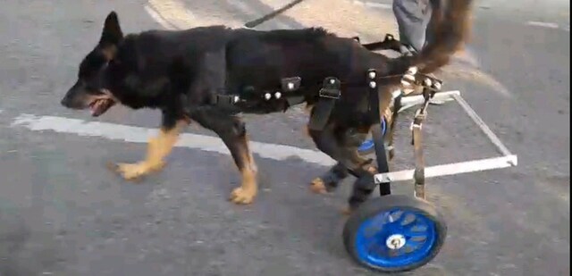 köpek baston