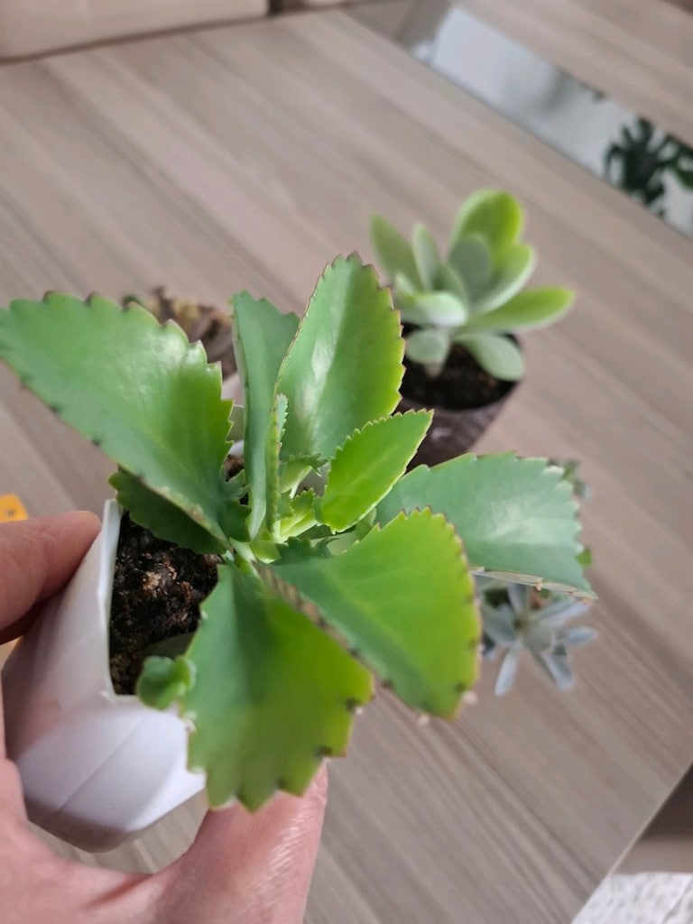sukulent çeşitleri ( hepsi 550₺) - 5