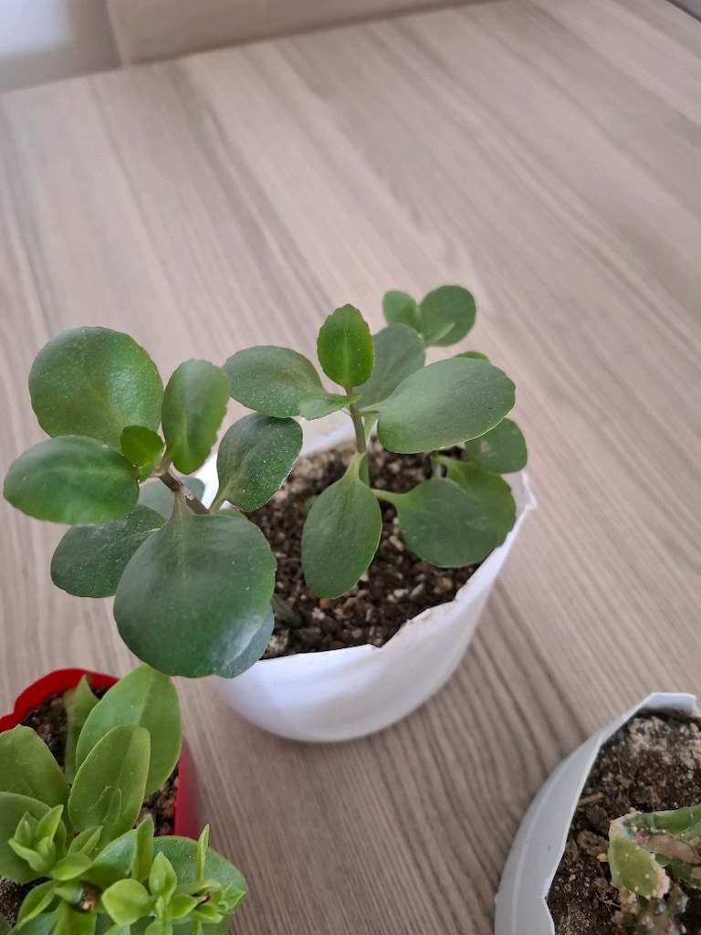 hepsi 100₺ 6 adet canlı çiçek - 6