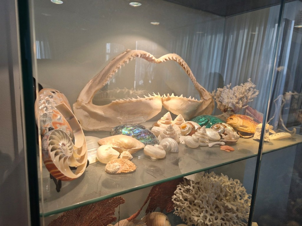 Koleksiyon deniz ürünleri vitrini - 4