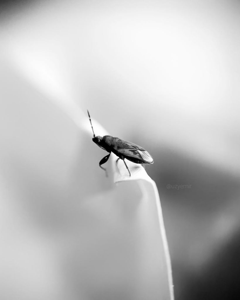 Telefon lensi makro ( macro lens ) apexel marka - 7