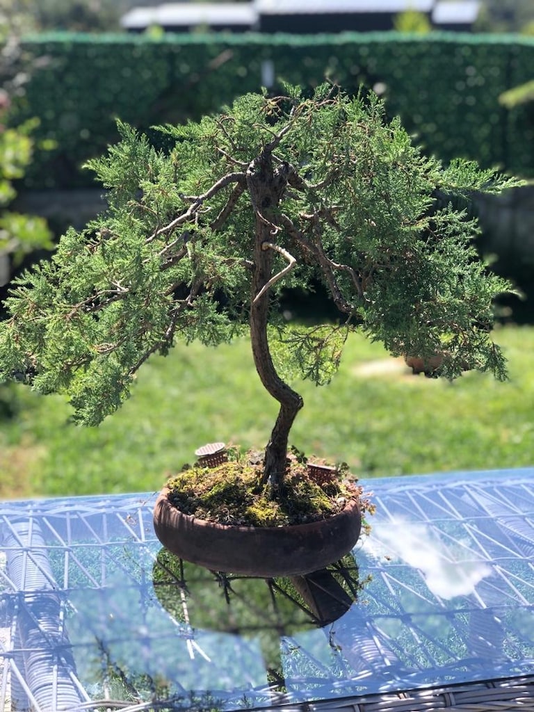 Bonsai Bitkisi