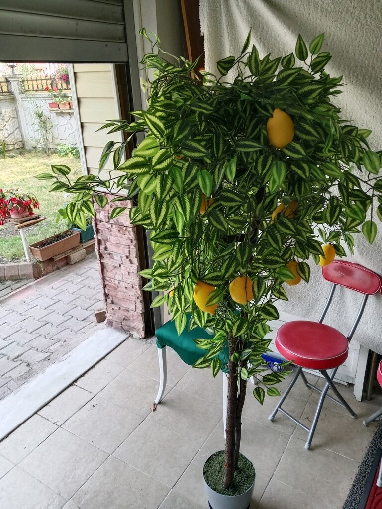 limon Ağacı Yapma) - 4