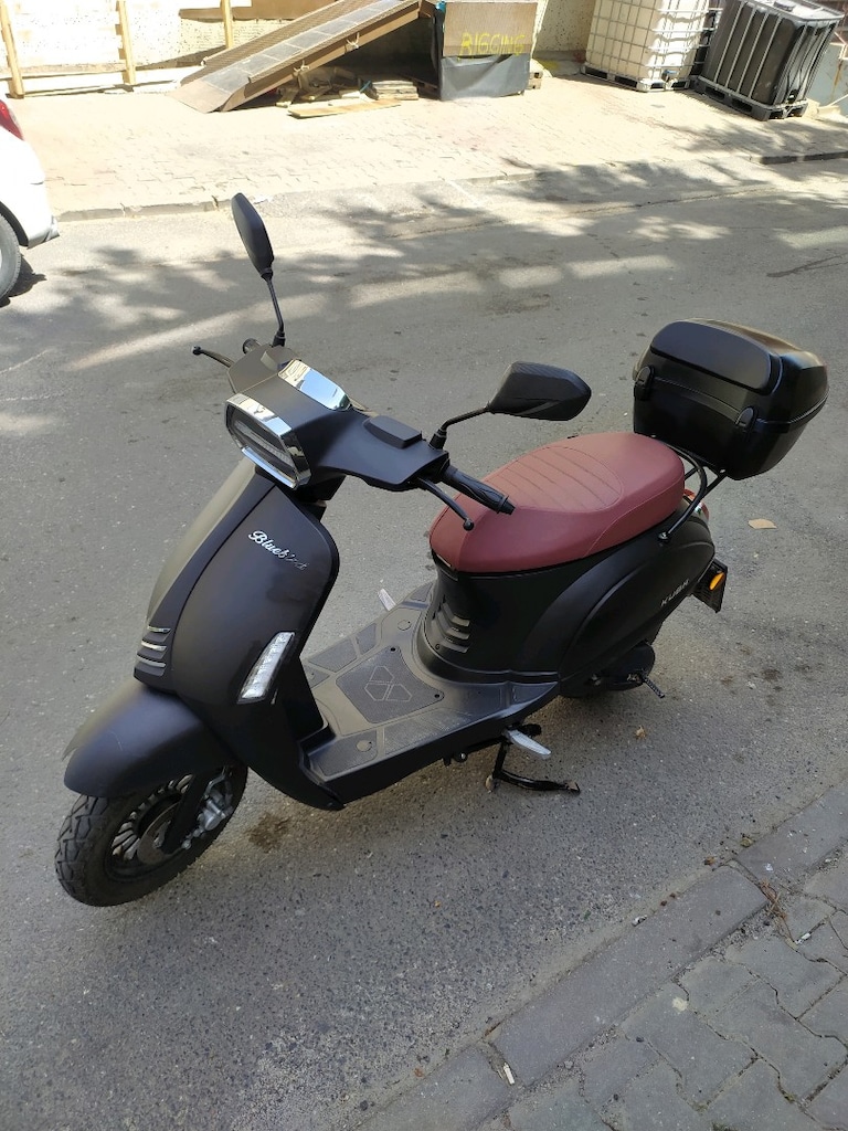 Küba bluebird - 5