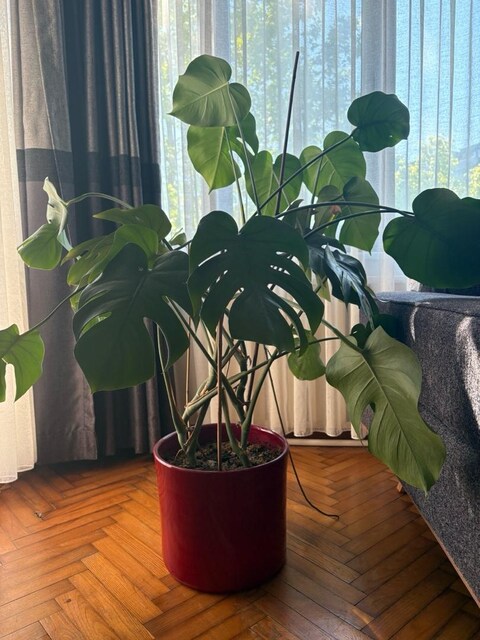 Monstera deliciosa (deve tabanı)