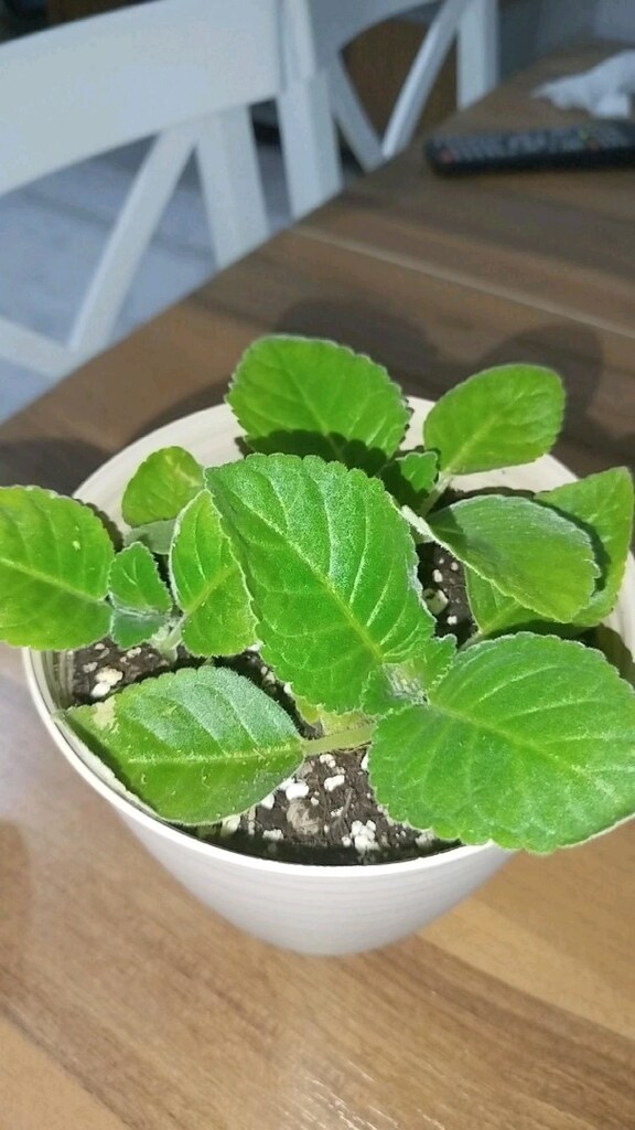 Gloxsinya fidesi iki adet - 4
