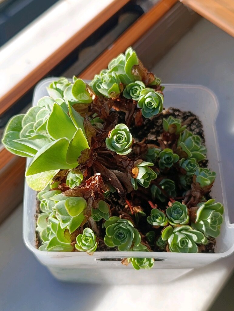 Greenovia Dodrantelis Aeonium Sukulent - 5
