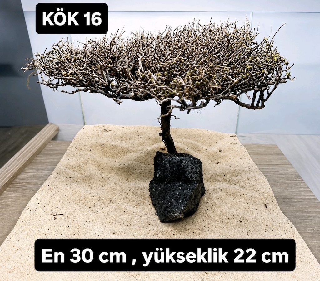 Moss ağaç çeşitleri - 15