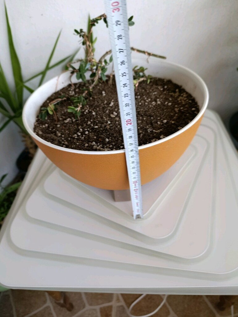bonsai - 3